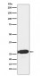 ERp29 Antibody
